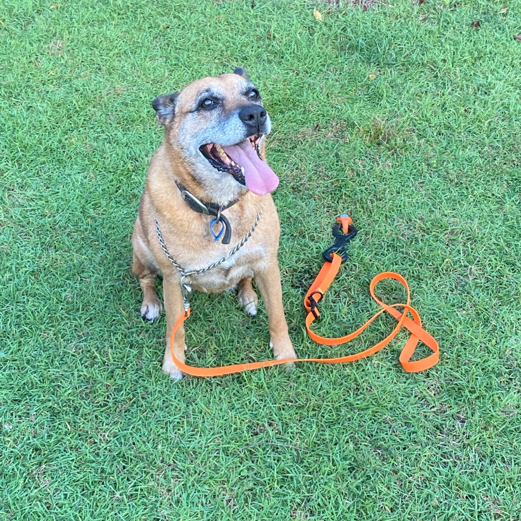 Ground Dogs Pet Restraint Kit