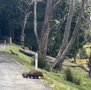 Mumma Wombat & her baby